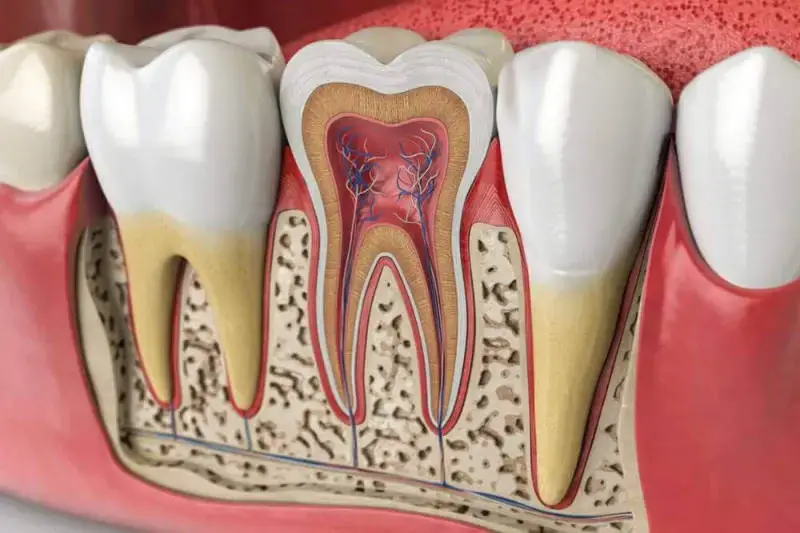 Endodoncie